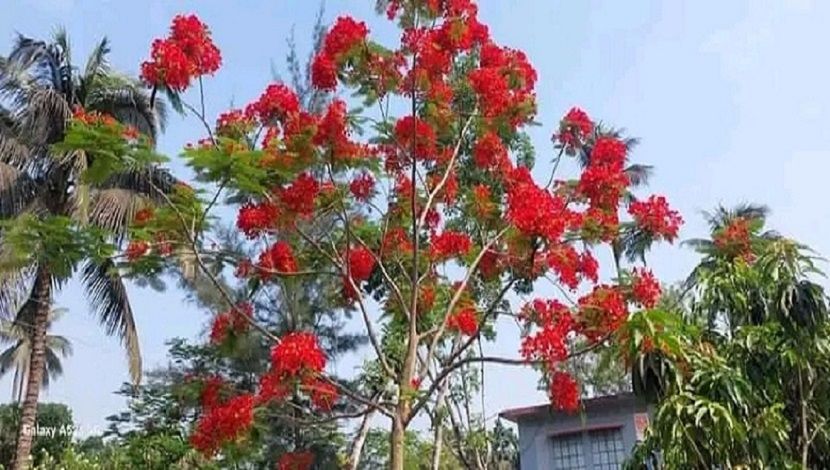 সাতক্ষীরার তালা উপজেলার মৃজাপুর মোড়ে কৃষ্ণচূড়ার নান্দনিক সৌন্দর্যে চোখ জুড়াচ্ছে পথচারীদের। ছবি সংগ্রহ : আশ্রাফ উজ- জামান রুবেল।