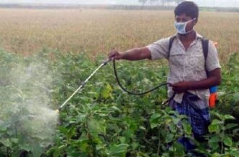 সুন্দরবনের উপকূলে কীটনাশক ব্যবহারে জনস্বাস্থ্য হুমকিতে
