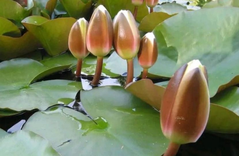 ইসির প্রতীক তালিকায় যুক্ত হলো ‘শাপলা কলি’