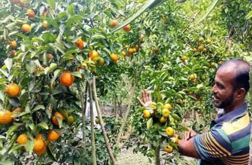 মোরেলগঞ্জে লবণাক্ত জমিতে  কমলা     