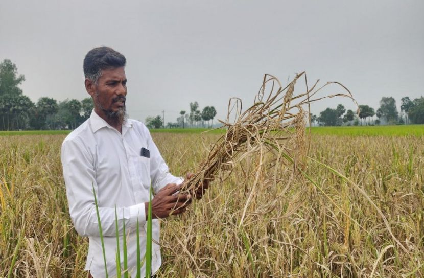 রাজার ভরসায় এখন দিশেহারা আক্কেলপুরের কৃষক