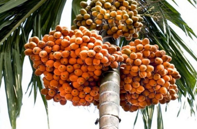 মোরেলগঞ্জে সুপারির বাম্পার ফলন