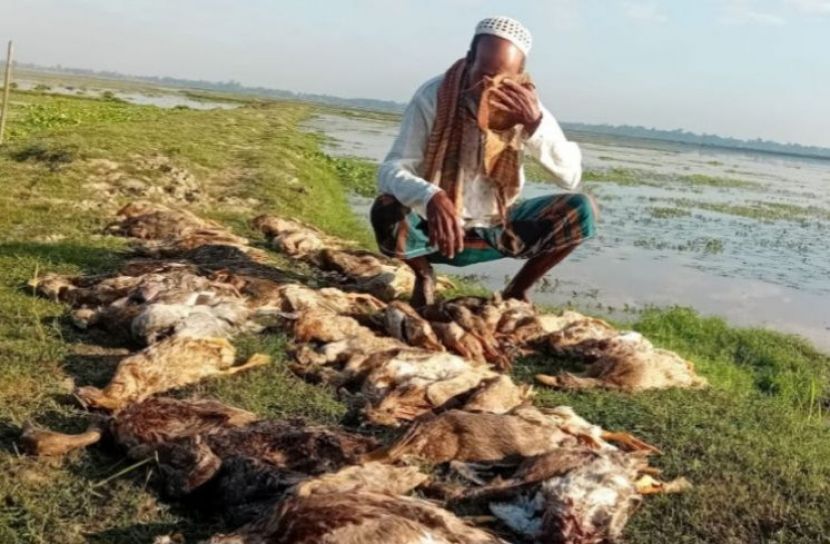 বিষমিশ্রিত দানায় ৩৩৫ হাঁসের মৃত্যু, খামারির মাথায় হাত