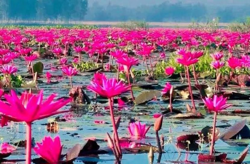 সৌন্দর্যের লীলাভূমি ‘সানন্দা শাপলা বিল’ টানছে হাজারো পর্যটক