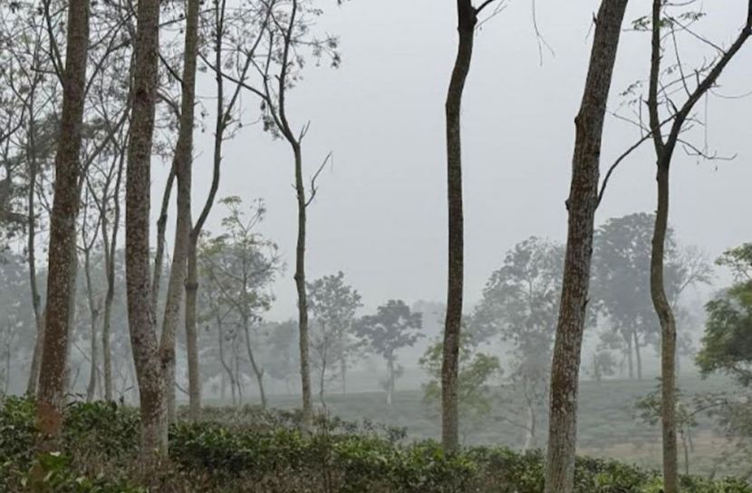 শীতের দাপটে কাঁপছে চায়ের জনপদ শ্রীমঙ্গল