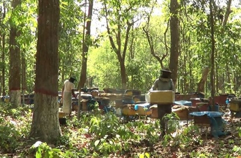 শেরপুরে  মধুর খোঁজে মৌয়ালেরা