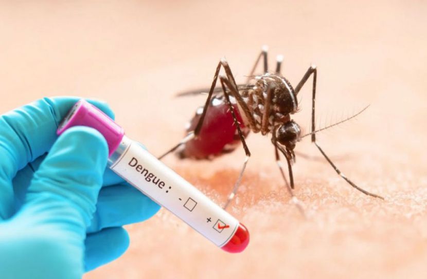 ২৪ ঘণ্টায় ডেঙ্গুতে মৃত্যুশূন্য, ভর্তি ৪৮৬