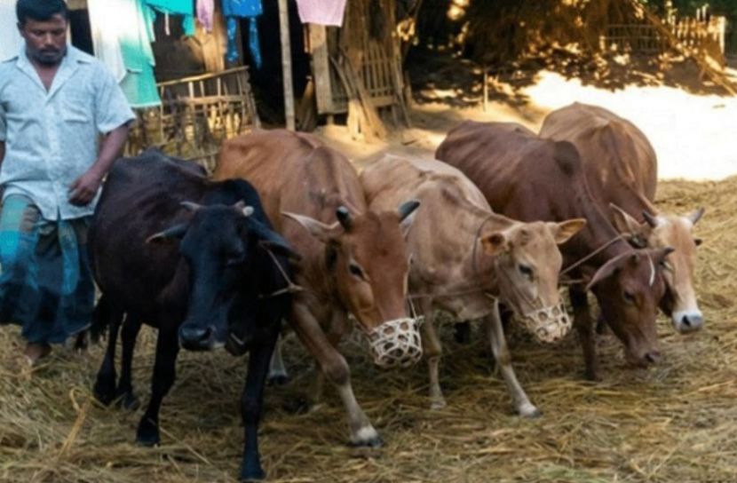 সময়ের পালাবদলে হারিয়ে যাচ্ছে গরু দিয়ে ধান মাড়াইয়ের কাজ