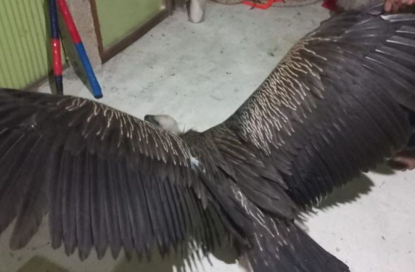 সাতকানিয়ায় বিরল ‘হিমালয়ান গৃধিনী’ শকুন উদ্ধার