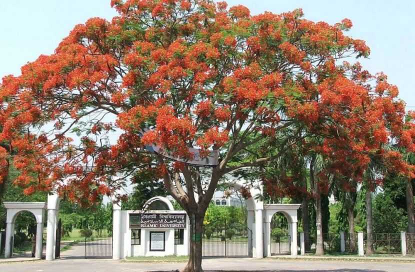শিক্ষকদের অর্ডিন্যান্স লঙ্ঘন: ভোগান্তিতে ইবি শিক্ষার্থীরা