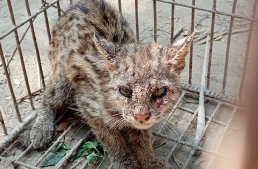 চট্টগ্রামে বসতবাড়ি থেকে মেছো বাঘের শাবক উদ্ধার