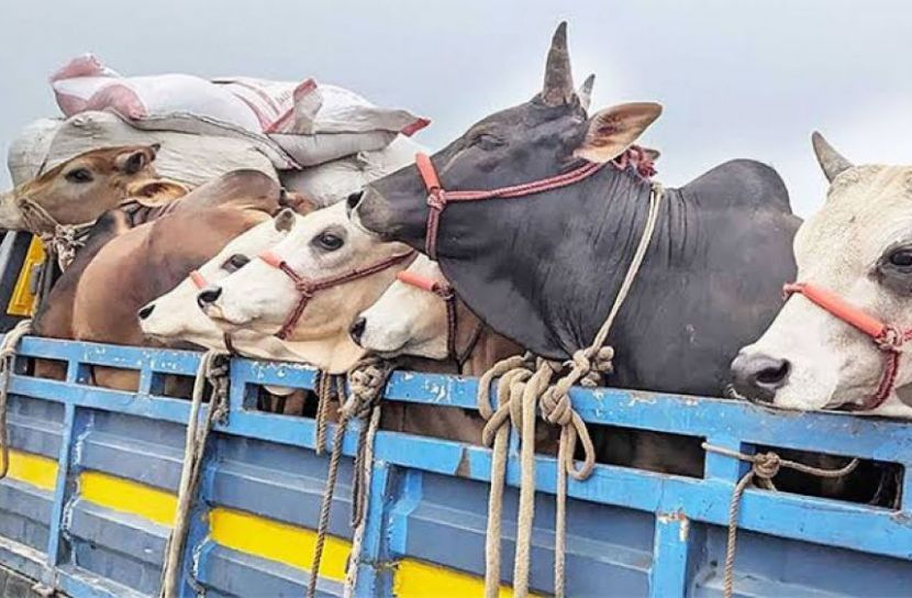 সীতাকুণ্ডে অস্ত্রের মুখে জিম্মি করে ২৮ গরু লুট
