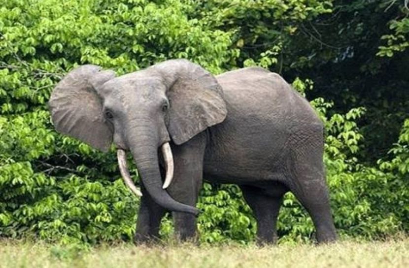 বাঁশখালীতে বন্যহাতির আক্রমণে কাঠুরিয়ার মৃত্যু