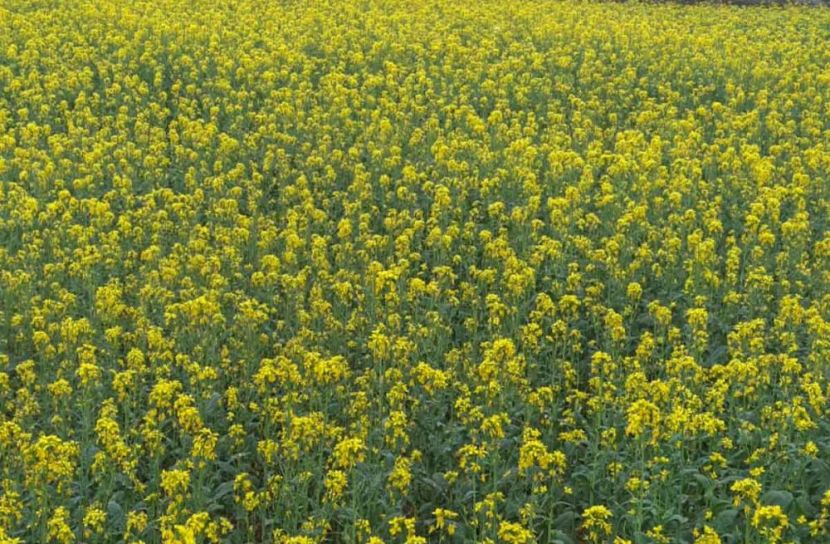 মনোহরদীতে এবার সরিষার ভালো ফলন, কৃষকের মুখে হাসি