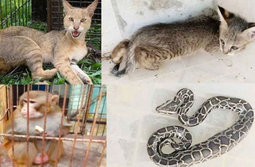 লোকালয়ে ঢুকে পড়ছে বন্যপ্রাণী, শ্রীমঙ্গলে এক বছরে উদ্ধার ৬৭টি