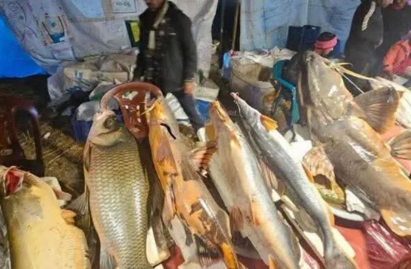 পৌষ-সংক্রান্তি ঘিরে শেরপুরে বসেছে ঐতিহ্যবাহী মাছের মেলা