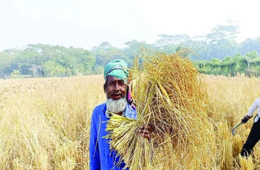 শৈত্যপ্রবাহ উপেক্ষা করে মোরেলগঞ্জে বাম্পার আমন ফলন