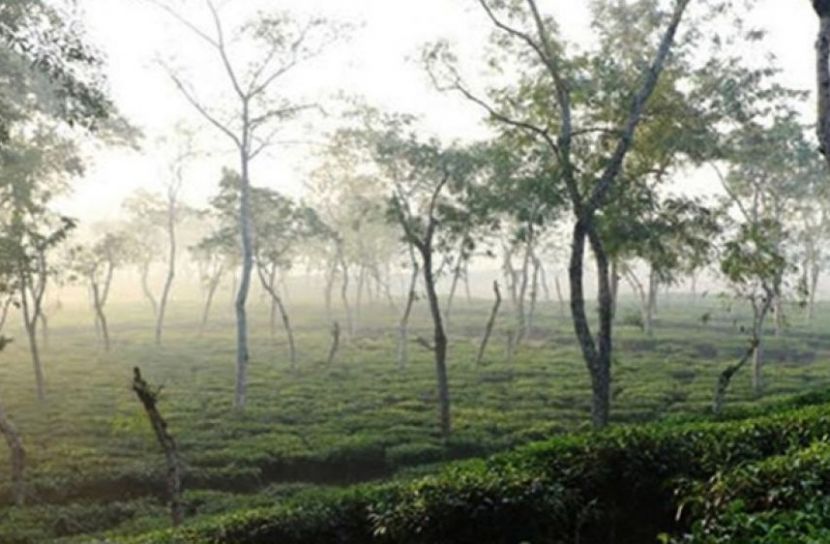 শ্রীমঙ্গলে ৪ দিন ধরে দেশের সর্বনিম্ন তাপমাত্রা