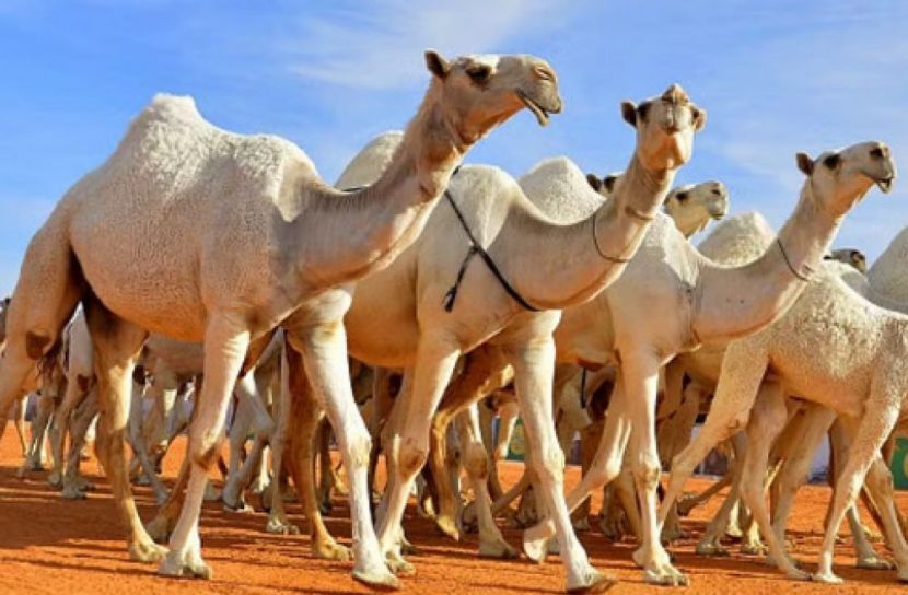 সৌদি আরবে উটের জন্য ‘পাসপোর্ট’ চালু হচ্ছে