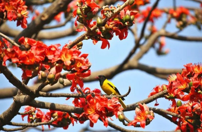 পহেলা ফাল্গুন ও বিশ্ব ভালোবাসা দিবস আজ