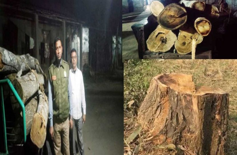 কমলগঞ্জের রেল ক্রসিং এলাকা থেকে কেটে নেওয়া গাছ উদ্ধার