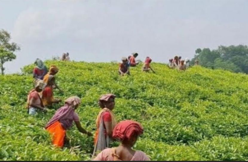 চা শ্রমিকদের বিরুদ্ধে মামলা; সংসদ সদস্যের হস্তক্ষেপ
