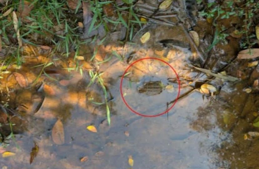 মৌলভীবাজারে আরেকটি গ্রেনেড উদ্ধার