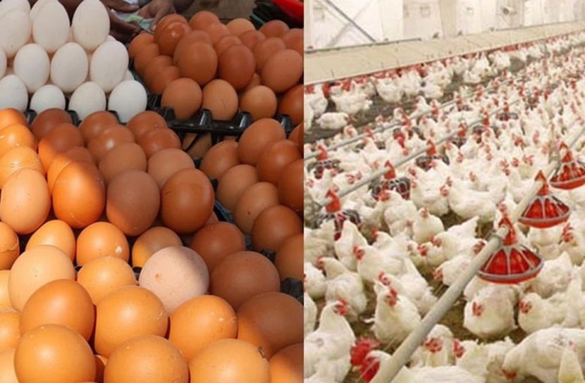 বাংলাদেশসহ ৪০ দেশ থেকে মুরগি ও ডিম আমদানি করবে না সৌদি আরব