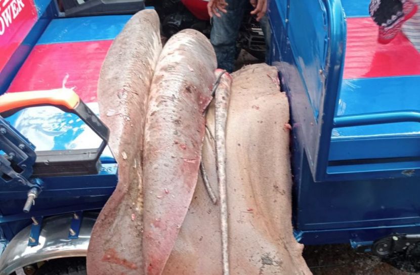 নোয়াখালীতে ১১৩ কেজির শাপলাপাতা মাছ জব্দ