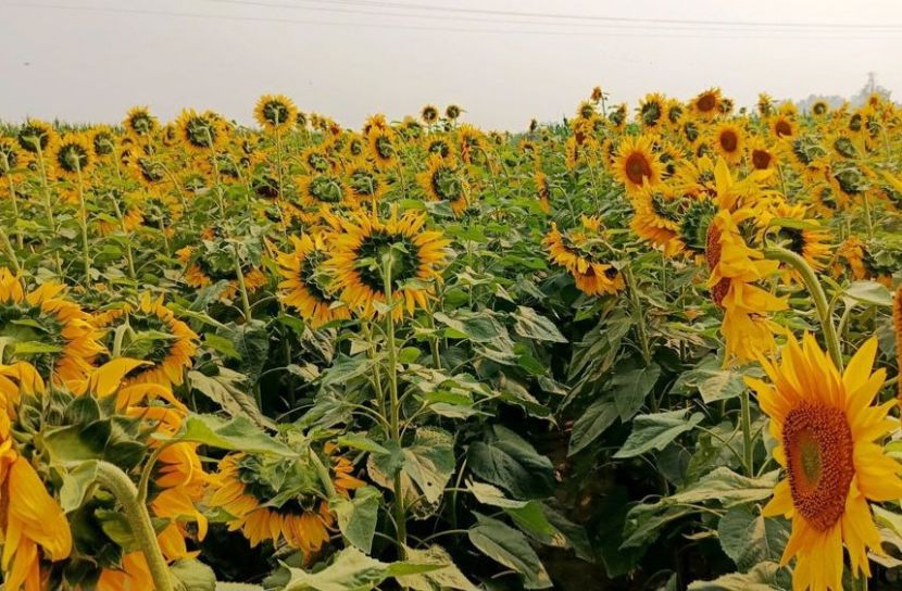 হাকালুকি হাওরে সূর্যমুখী চাষে কৃষকের স্বস্তি