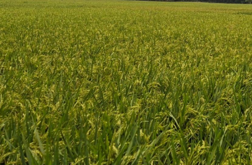 মনোহরদীতে বোরো ধানের বাম্পার ফলনের আশা, মাঠজুড়ে সোনালি সমারোহ