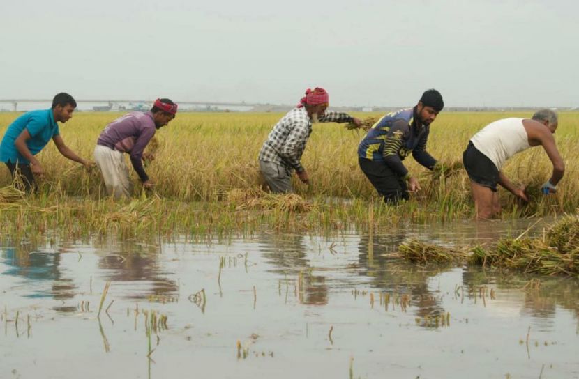 কিশোরগঞ্জ হাওরে ক্ষতি, কৃষকদের সহায়তা দাবি