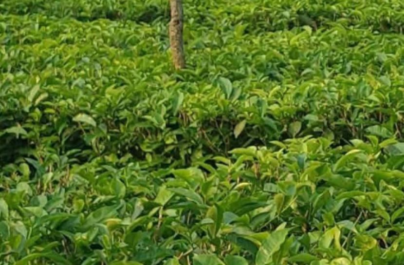 কমলগঞ্জে বিদ্যুৎ বিপর্যয়ে ক্ষতির মুখে চা শিল্প