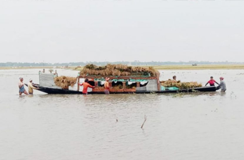 ভারী বর্ষণ ও পাহাড়ি ঢল মদনে ৪ হাজার হেক্টর ইরিবোরো জমি পানির নিচে