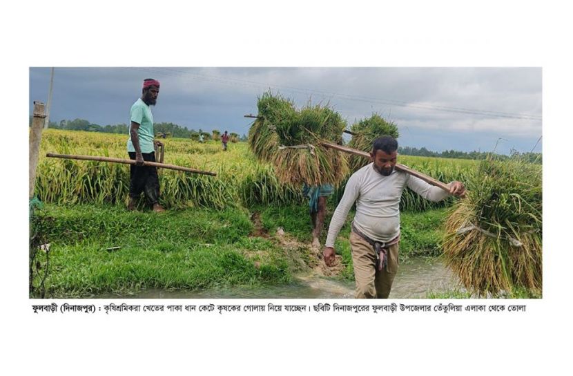 কৃষিশ্রমিকের মজুরি দেড় মণ ধানের দামের সমান