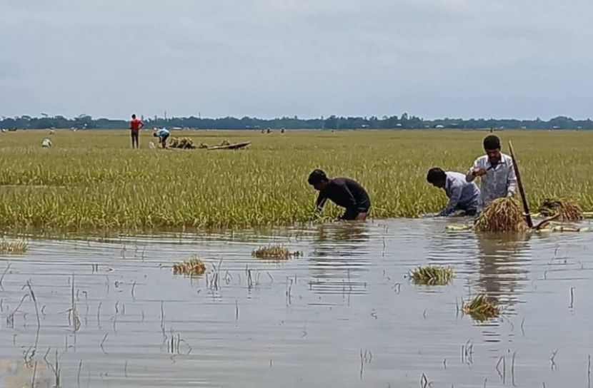 হাকালুকি থেকে হাওরাঞ্চল পর্যন্ত বোরোর ক্ষতির পরিমাণ ২১৬০ হেক্টর জমির ধান 