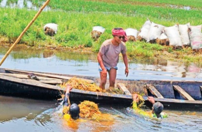 কৃষকদের সোনালী ফসল ঘরে তুলতে না পেরে উৎকণ্ঠায় 