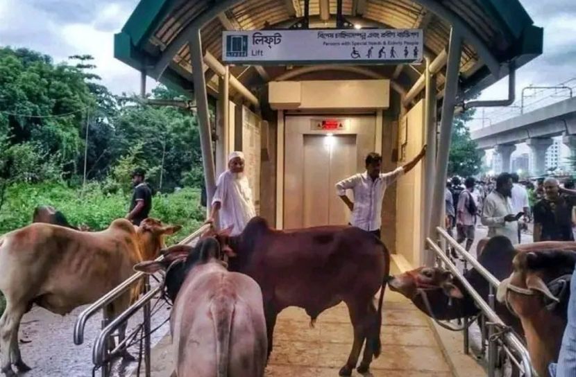দিয়াবাড়িতে মেট্রোরেল প্রাঙ্গণে গরুর হাট: জাতীয় সম্পদ বিসর্জন !