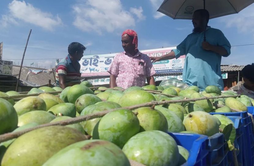 আম্রপালির মণ ৩৫’শ টাকা, বেড়েছে ফজলি-বারি আমের দামও