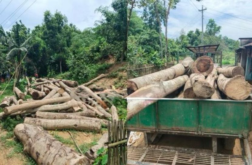 বড়লেখায় চা-বাগানের নিয়মবহির্ভূতভাবে গাছ কেটে সাবাড়