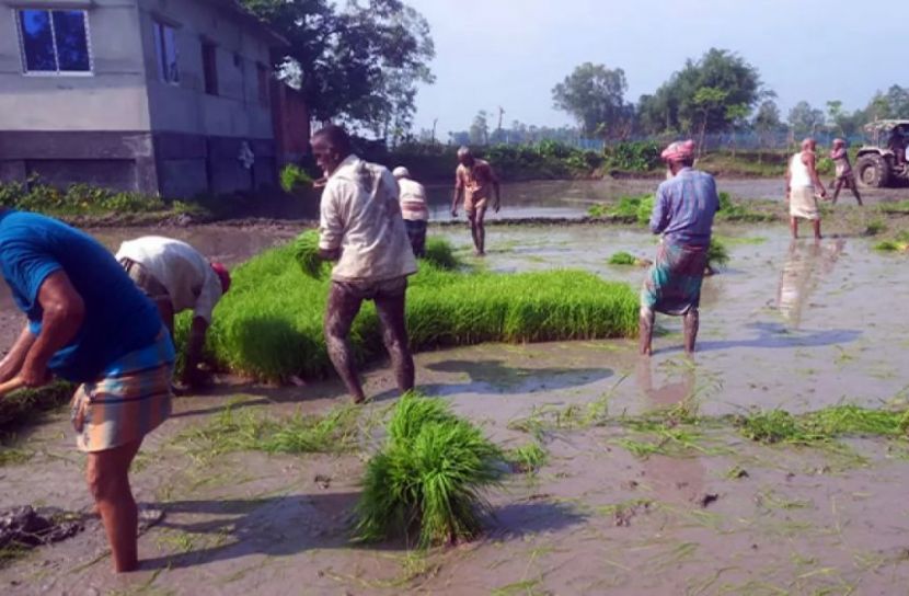 জলাবদ্ধতার ঝুঁকি এড়াতে ফুলবাড়ীর কৃষকের নতুন কৌশল, দোগাছিতে রক্ষা পাবে আমনের চারা