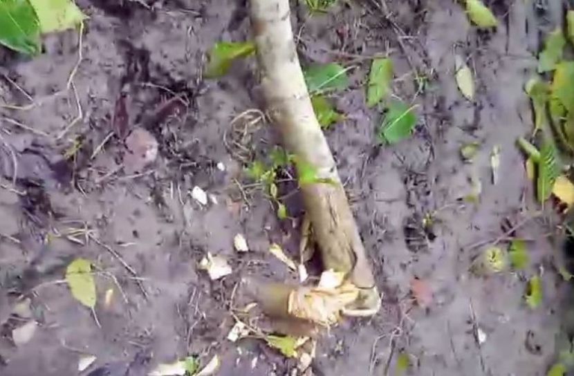 কুষ্টিয়ায় রাতের অন্ধকারে কেটে ফেলা হলো ১৫টি ফলজ ও বনজ গাছ