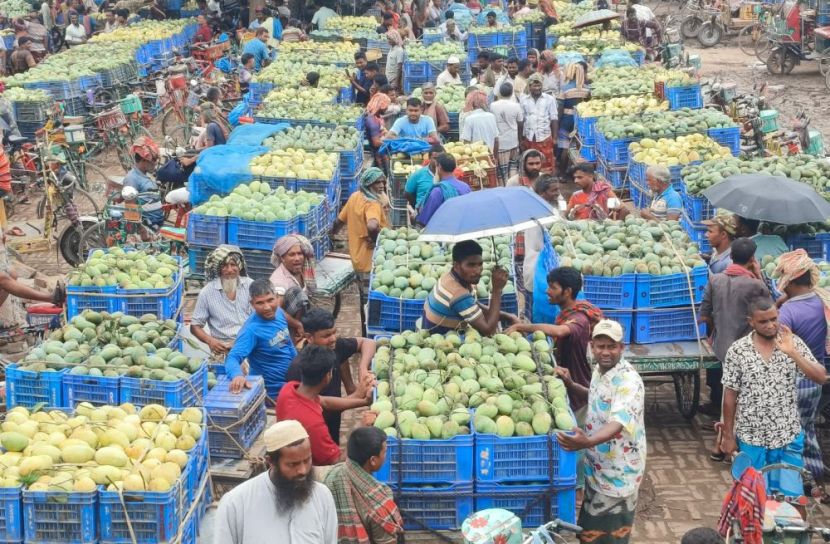 চাঁপাইনবাবগঞ্জে ২ হাজার কোটি টাকার আম বাণিজ্যের আশাবাদ, জমজমাট জেলার আম বাজার