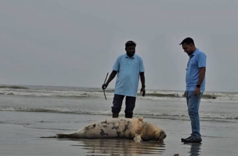 কুয়াকাটা সৈকতে আবারও ভেসে এলো মৃত ইরাবতী ডলফিন