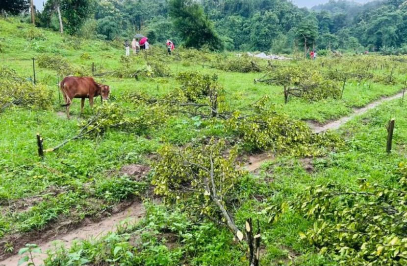 ১২ ফলজ গাছ কাটা: অভিযুক্ত বনবিভাগ