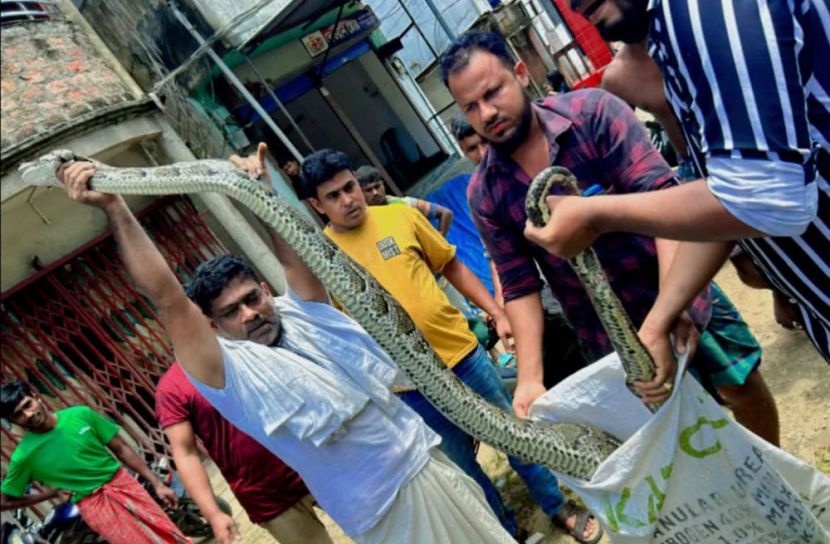 ১৮ ফুট বিশালাকৃতির অজগর উদ্ধার