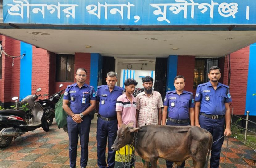 মুন্সীগঞ্জে চুরি হওয়া গরু উদ্ধার, দুই চোর আটক
