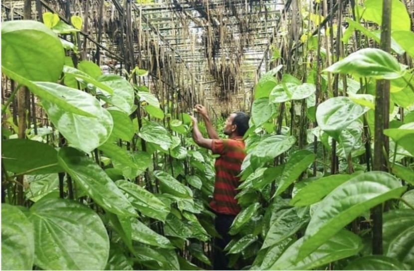 মনোহরদীর পানের বরজে বদলাচ্ছে অর্থনীতি
