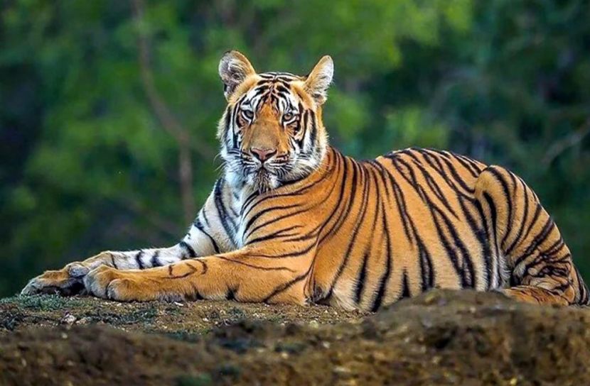 সুন্দরবনে  ১০ বছরে  বেড়েছে ১৯টি রয়েল বেঙ্গল টাইগার