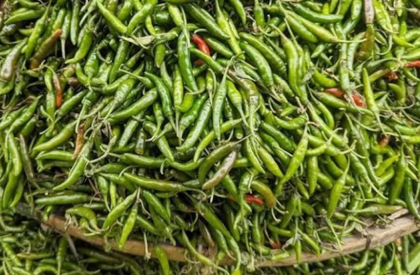 নওগাঁয় কাঁচা মরিচের কেজি ২৫০ টাকা